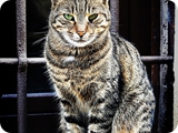 farfa (ritratto di gatto) 